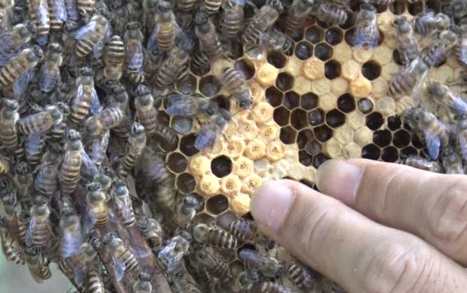 工蜂產卵20天怎么處理? 工蜂產卵