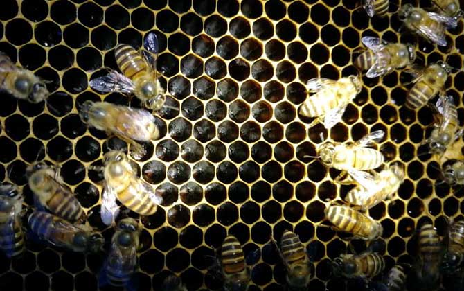 工蜂產卵20天怎么處理? 工蜂產卵
