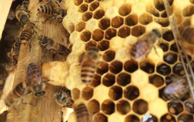 蜜蜂失王后怎樣造王臺? 王臺