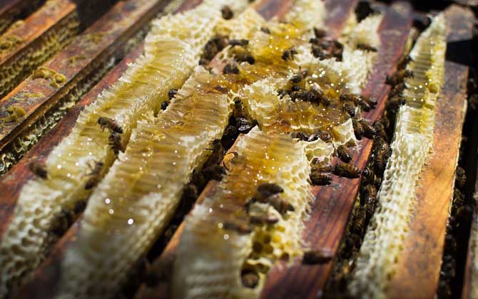 蜂群失王后多久會(huì)滅亡? 蜂群