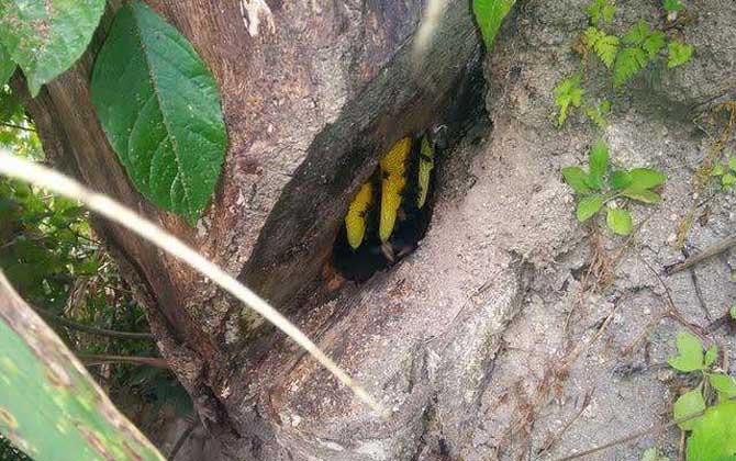 怎樣百分百誘到偵查蜂? 誘蜂