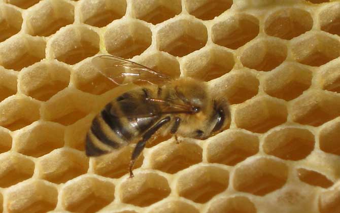 新手養(yǎng)蜂入門及注意事項(xiàng) 新手養(yǎng)蜂