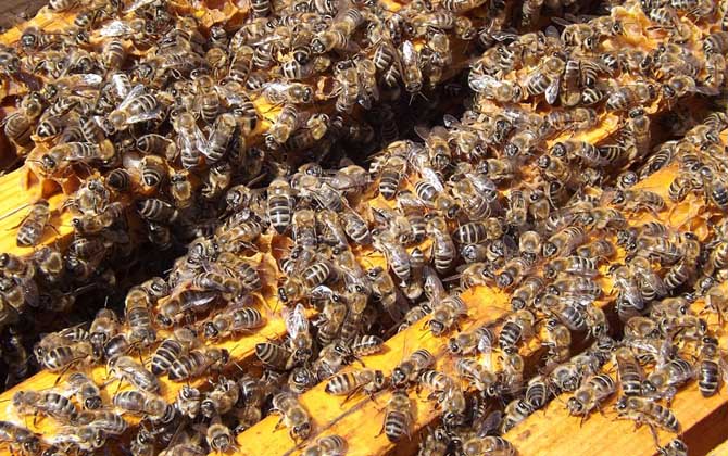 新手養(yǎng)蜂入門及注意事項(xiàng) 新手養(yǎng)蜂