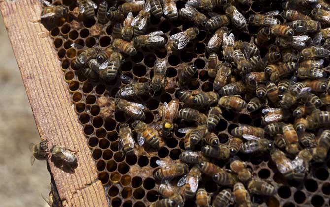 新手養(yǎng)蜂入門及注意事項(xiàng) 新手養(yǎng)蜂