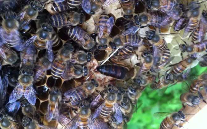 膠桶誘蜂技巧及注意事項 誘蜂