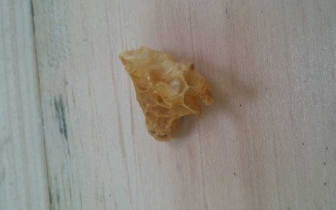 割脾造王的原理及育王技術 割脾造王