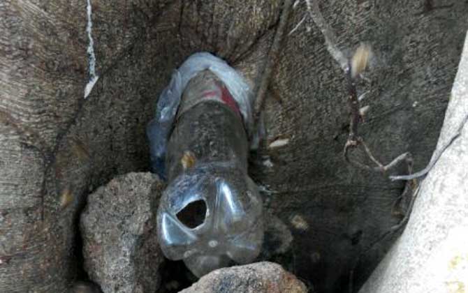 農(nóng)村誘蜂秘方及注意事項(xiàng) 誘蜂