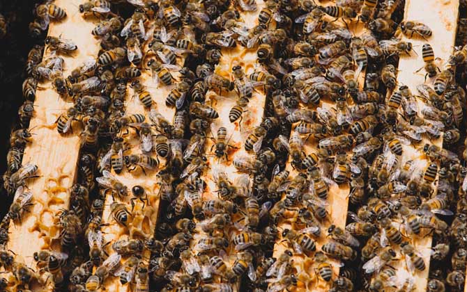 蜜蜂失王怎么判斷出來? 蜜蜂