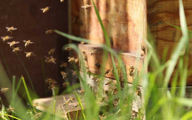 蜜蜂什么時(shí)候分家最多? 蜜蜂分家