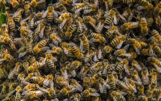 蜜蜂什么時(shí)候分家最多? 蜜蜂分家