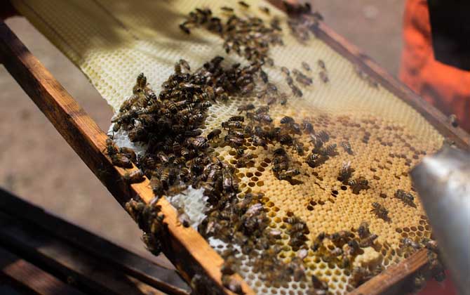 怎樣合并蜂群最安全? 合并蜂群