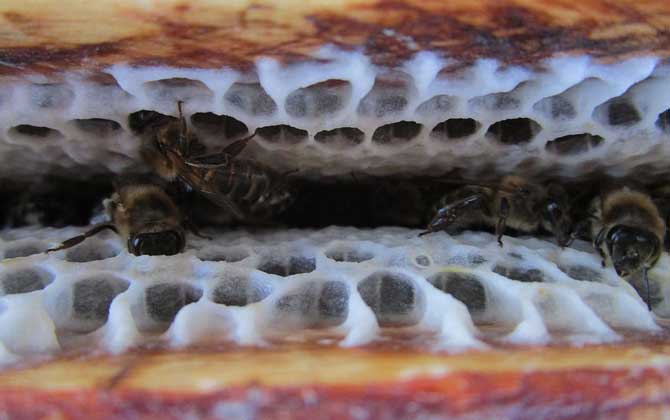 怎樣合并蜂群最安全? 合并蜂群