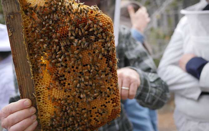 用白酒蜜蜂合群方法及注意事項 蜜蜂合群