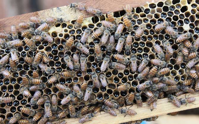 用白酒蜜蜂合群方法及注意事項 蜜蜂合群