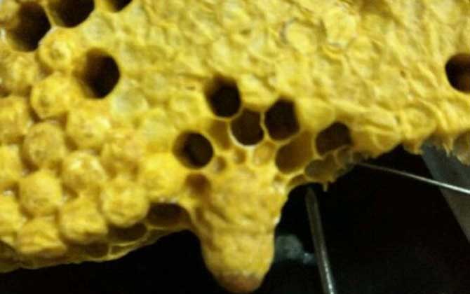 有了王臺怎樣人工分蜂? 人工分蜂