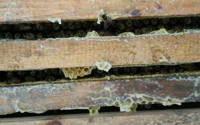 有了王臺怎樣人工分蜂? 人工分蜂