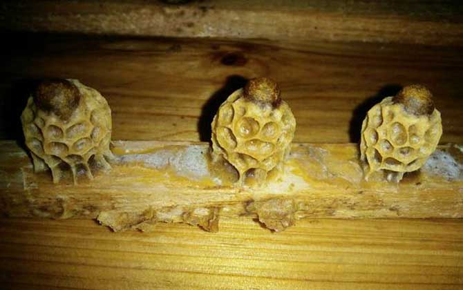 養蜂育王技術及注意事項 育王