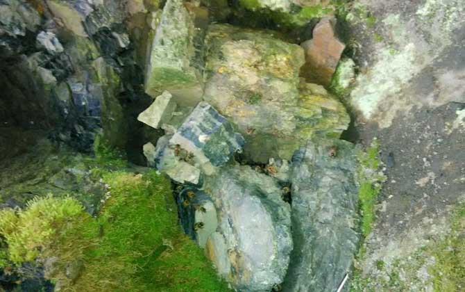 野外收蜂絕招及注意事項 收蜂