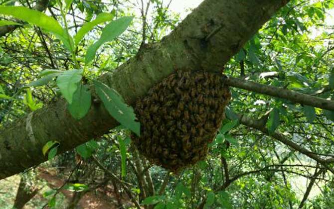 野外收蜂絕招及注意事項 收蜂