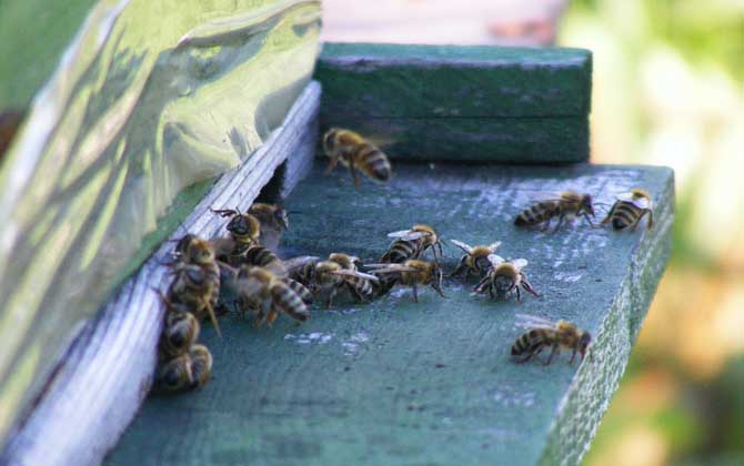 蜜蜂越冬糖什么時候喂? 蜜蜂