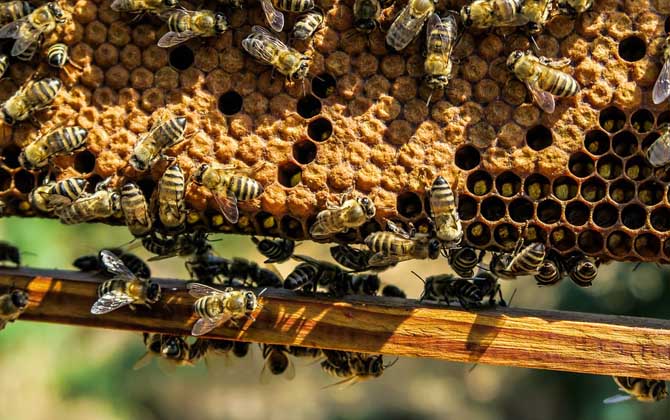 什么時候喂越冬蜂效果最好? 越冬蜂