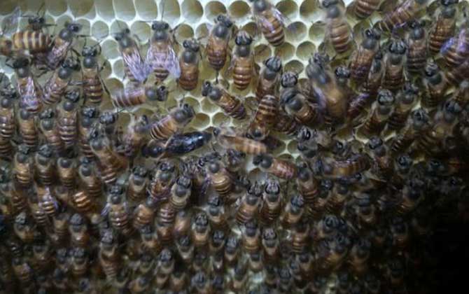 蜜蜂秋繁一脾蜂能出幾框? 秋繁