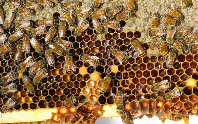 蜜蜂秋繁起止時(shí)間及繁蜂技巧 秋繁