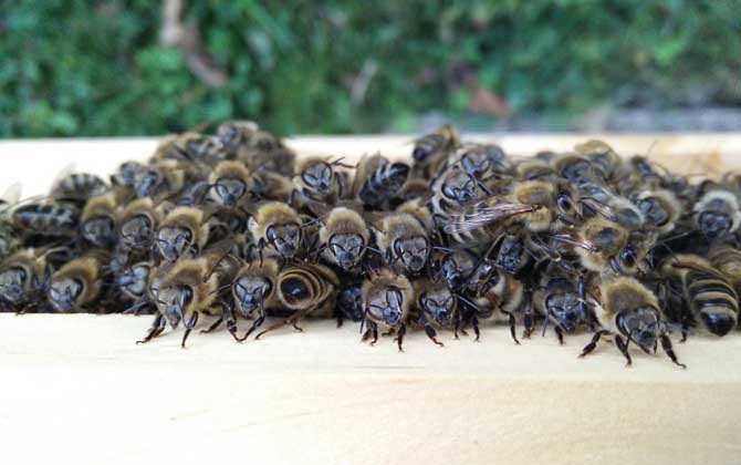 蜜蜂秋繁起止時(shí)間及繁蜂技巧 秋繁
