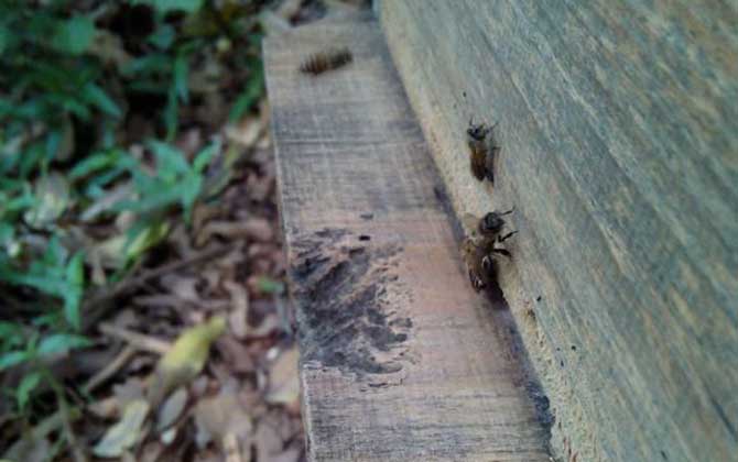 高手誘蜂絕招及注意事項 誘蜂