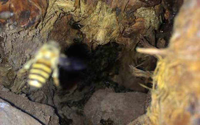 高手誘蜂絕招及注意事項 誘蜂