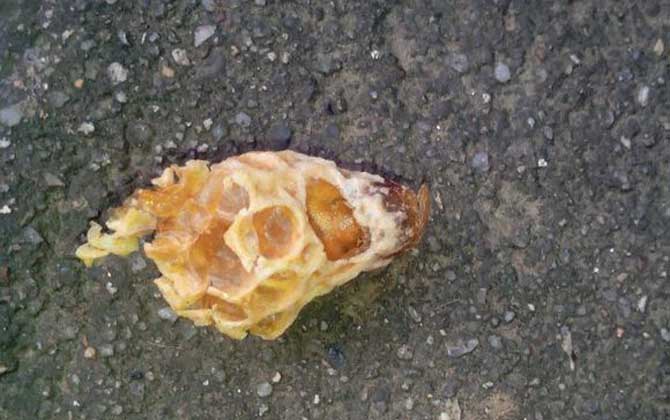 怎樣介入王臺最易成功? 王臺