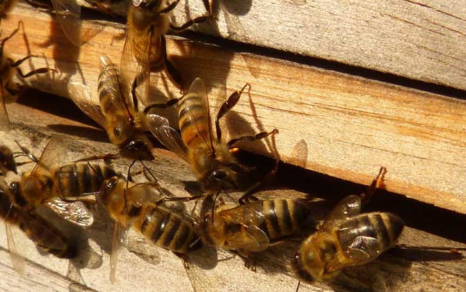 蜜蜂養(yǎng)殖知識及技術(shù)大全 蜜蜂養(yǎng)殖