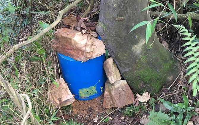 誘蜂用鹽真的有效果嗎? 誘蜂