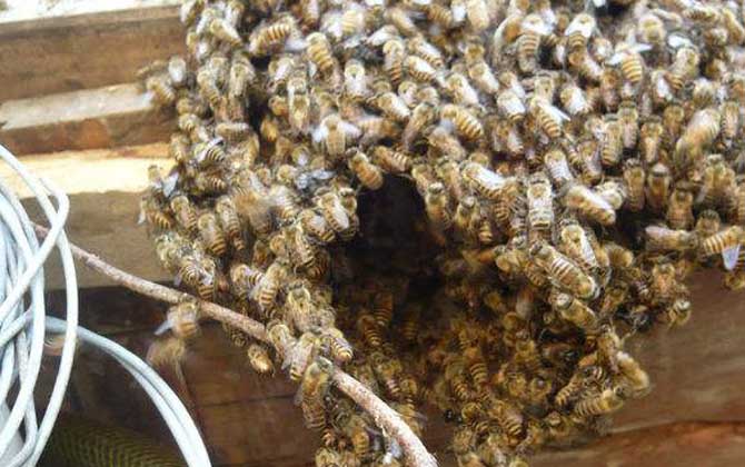 誘蜂用鹽真的有效果嗎? 誘蜂