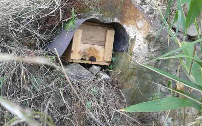 誘蜂用鹽真的有效果嗎? 誘蜂