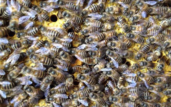 養(yǎng)蜜蜂的方法及注意事項 養(yǎng)蜜蜂
