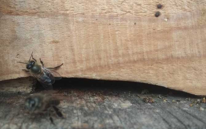 誘蜜蜂最好最快的方法 誘蜂