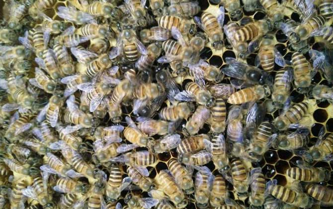 蜂群春衰的原因及預防措施 蜂群