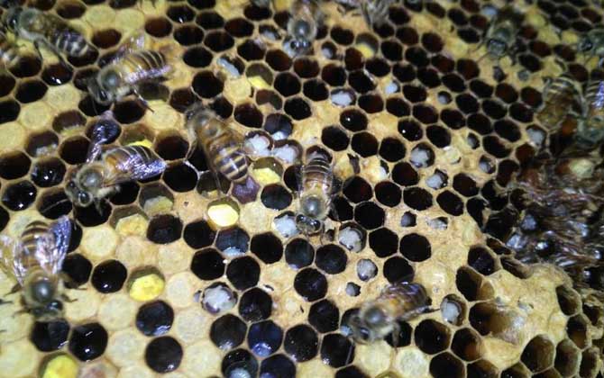 蜂群春衰的原因及預防措施 蜂群