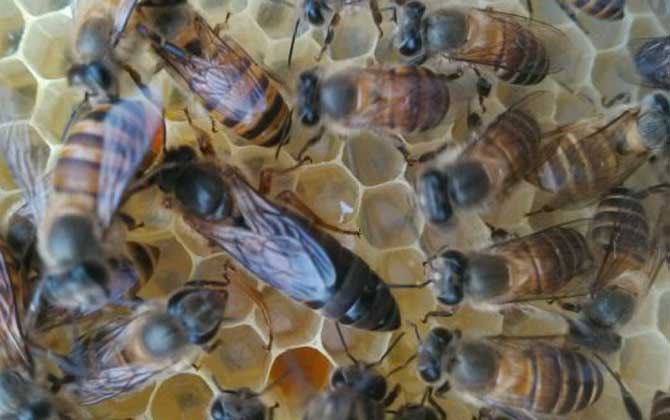 介王最佳時間是什么時候? 介王