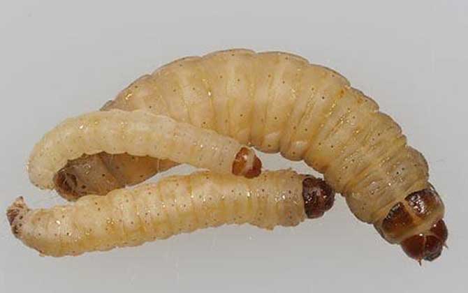 大蠟螟的特征及生活習(xí)性 巢蟲