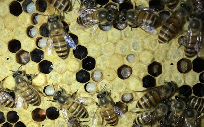 大蠟螟的特征及生活習(xí)性 巢蟲