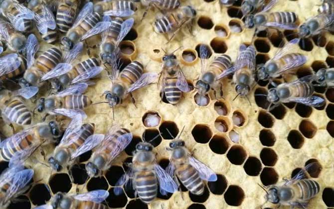 中蜂囊狀幼蟲病防治技術 中蜂囊狀幼蟲病