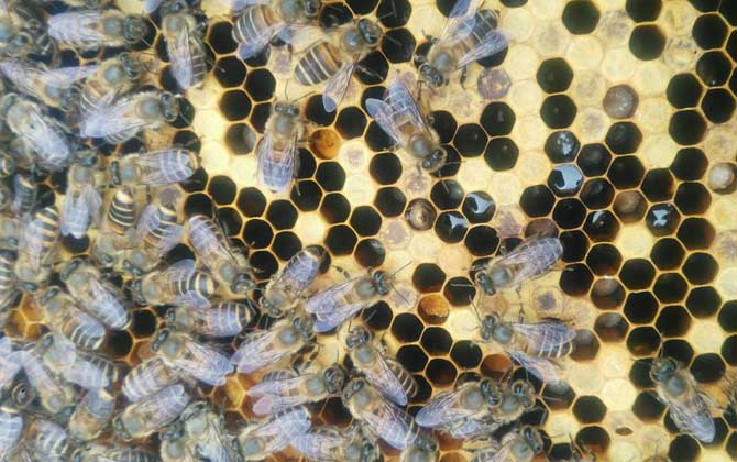 中蜂囊狀幼蟲病防治技術 中蜂囊狀幼蟲病