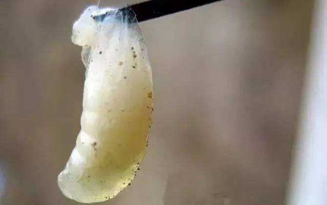 巧治中蜂中囊病及注意事項 中囊病