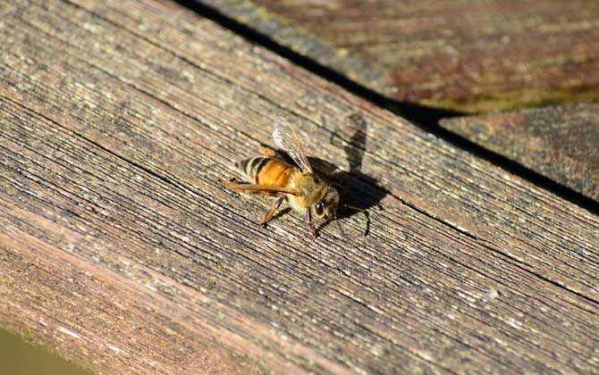 甲酸治蜂螨的用法及注意事項(xiàng) 蜂螨