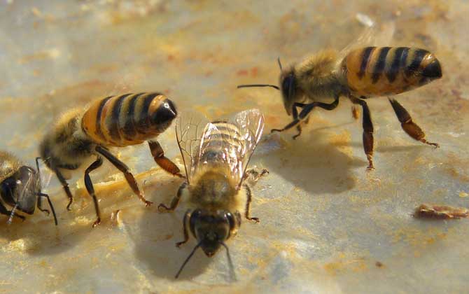 甲酸治蜂螨的用法及注意事項(xiàng) 蜂螨