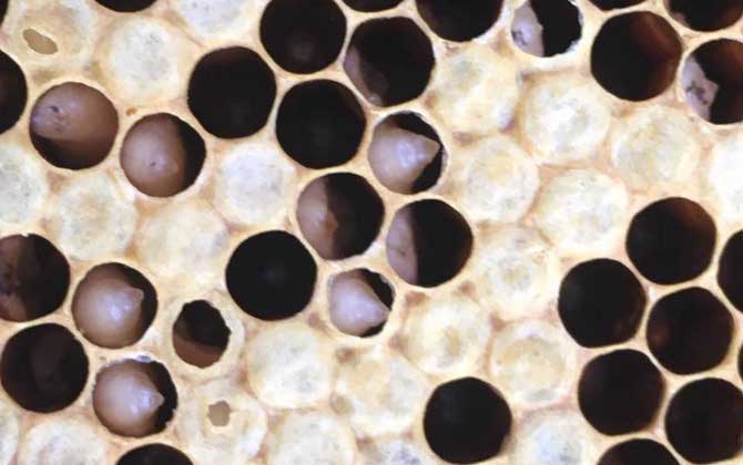 中蜂病蟲害防治和用藥方法 中蜂囊狀幼蟲病