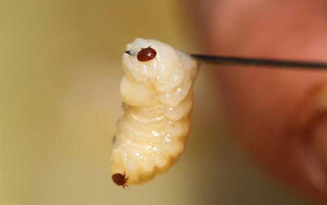 蜜蜂病蟲害預防與治療技術 蜂螨