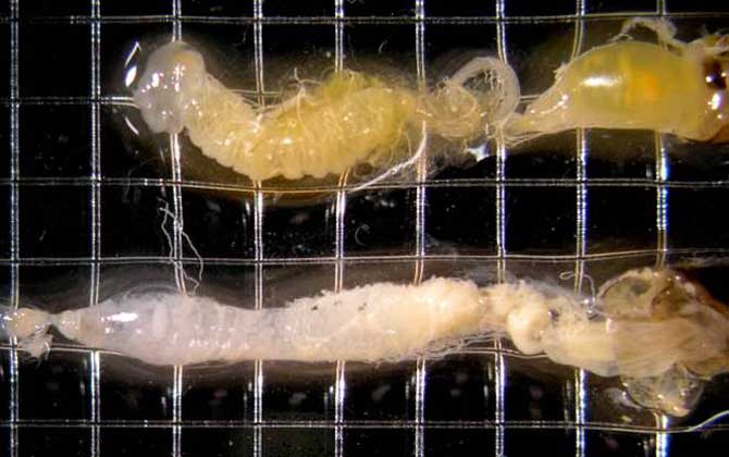 蜜蜂爬蜂病有什么特效藥? 蜜蜂孢子蟲(chóng)病